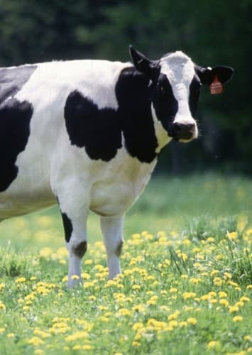 Cow
