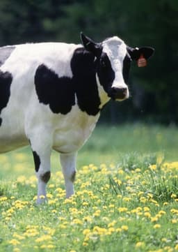Cow