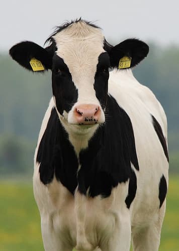 Cow