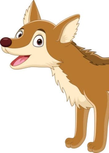 Coyote