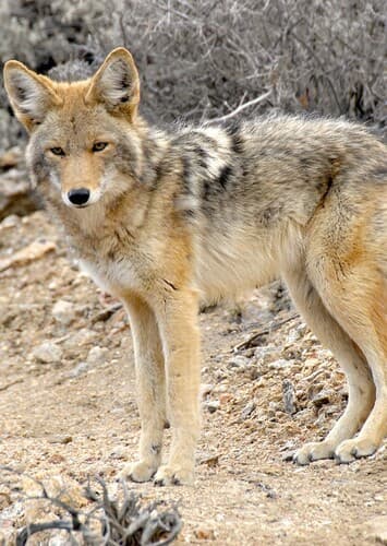 Coyote