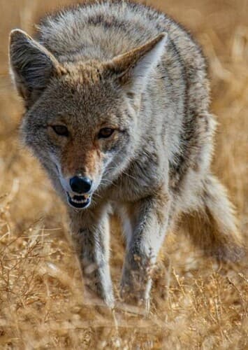 Coyote