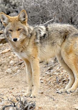 Coyote