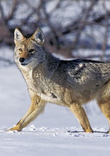 Coyote