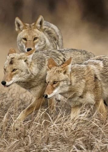 Coyotes