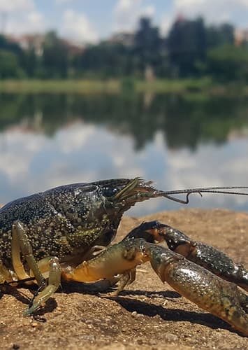 Crayfish