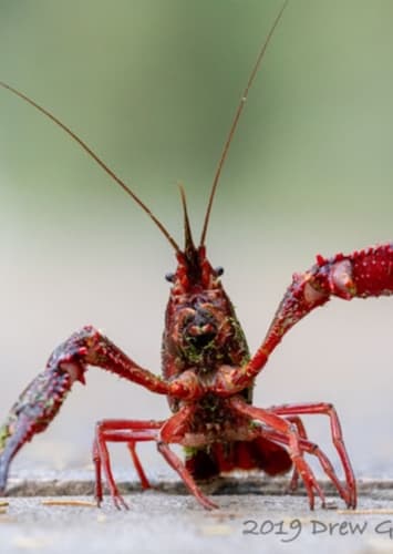 Crayfish
