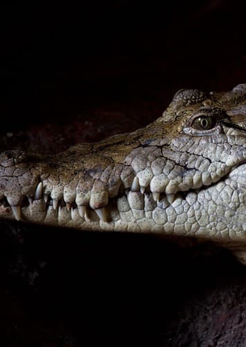 Crocodile