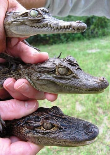 Alligator, Caiman, Crocodile