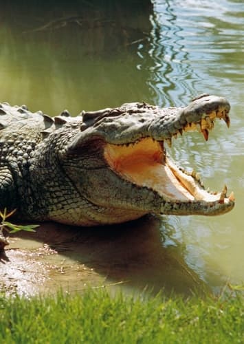 Crocodile