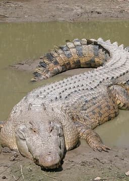 Crocodile