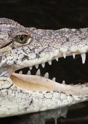 Crocodile