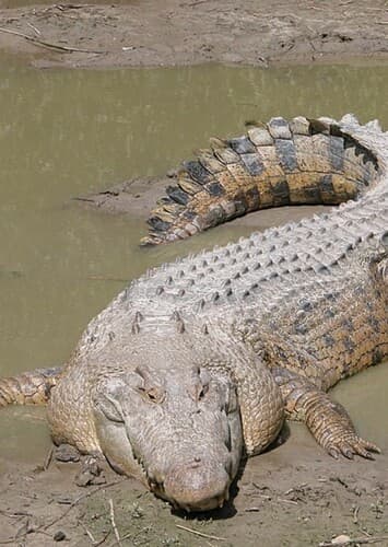 Crocodile