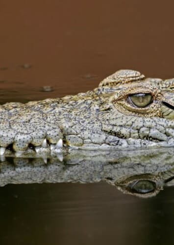 Crocodile