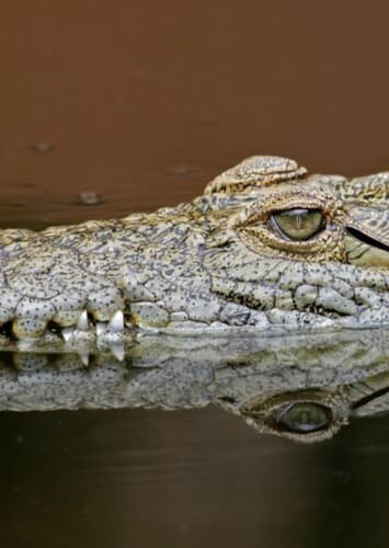 Crocodile
