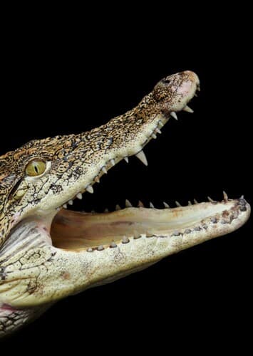 Crocodile