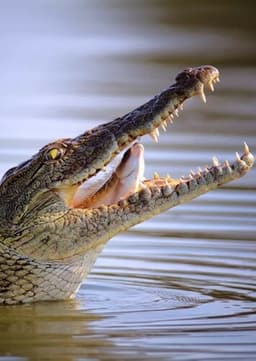 Crocodile