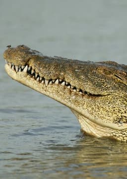 Crocodile