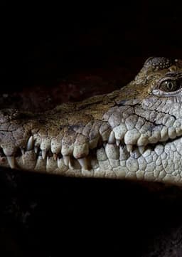 Crocodile