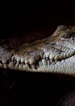 Crocodile