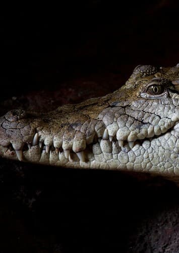Crocodile