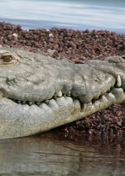 Crocodile
