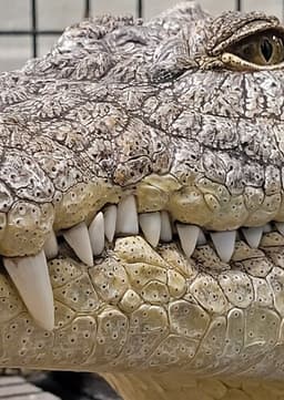 Crocodile