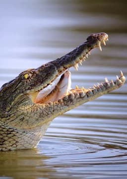 Crocodile