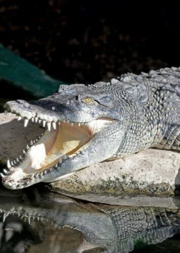 Crocodile