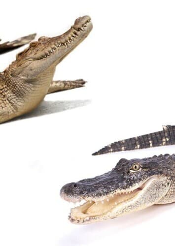 Crocodile/Alligator