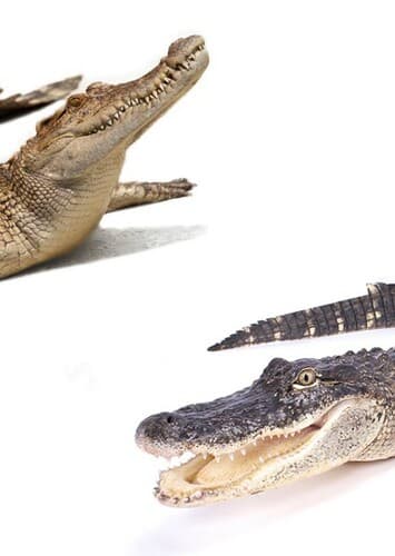Crocodile/Alligator