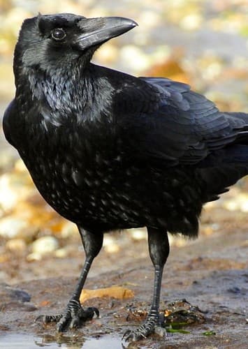 Corvid