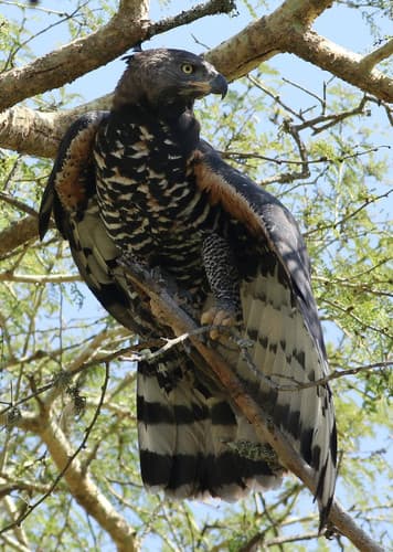 Crowned Eagle