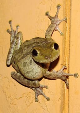 Cuban Treefrog