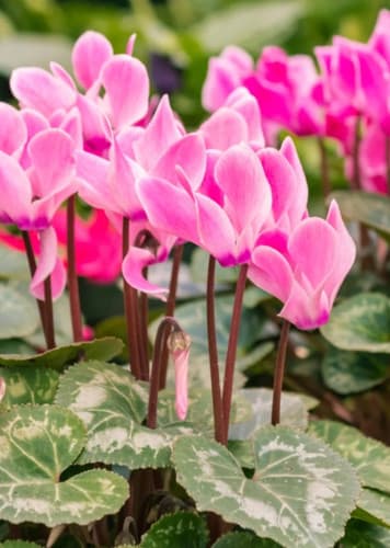 Cyclamen