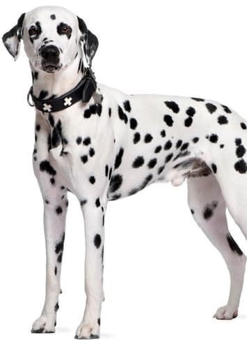 Dalmatian