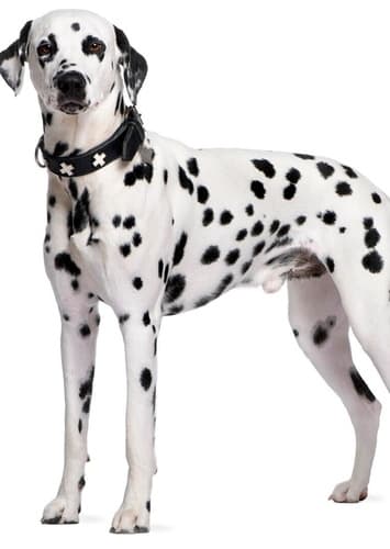 Dalmatian