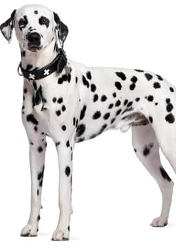 Dalmatian