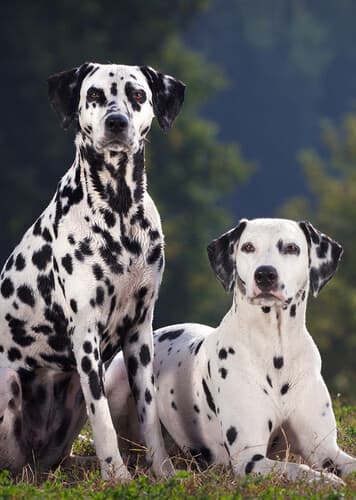 Dalmatian