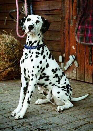 Dalmation