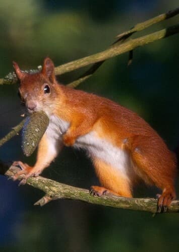 Damian The Red Squerriel