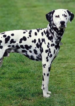 Darryl the Dalmatian
