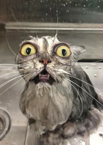 Dietzen D. Dinklebottom