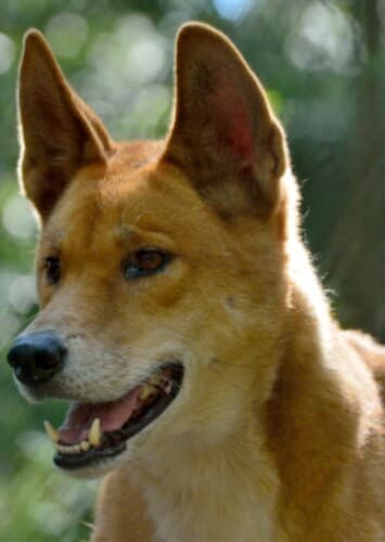 Dingo