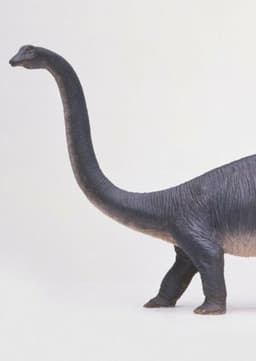 Diplodocus