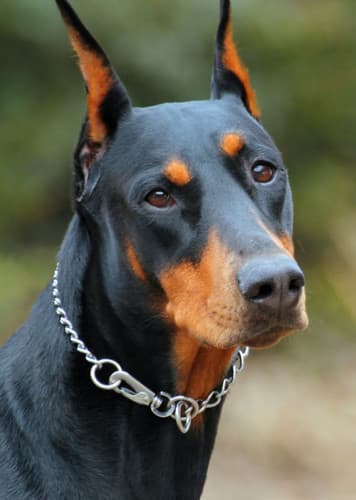 Dobermann Dog