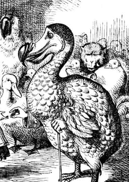 Dodo
