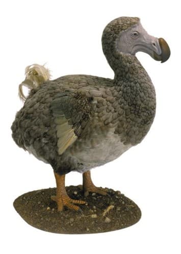 Dodo Bird