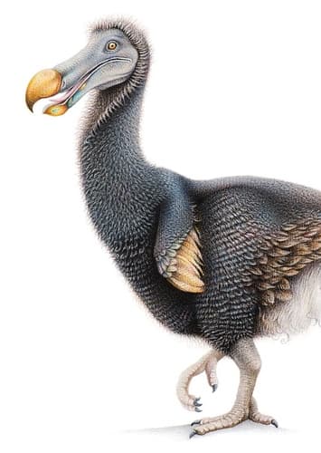 Dodo Birds