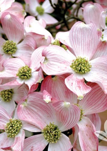 Dogwood